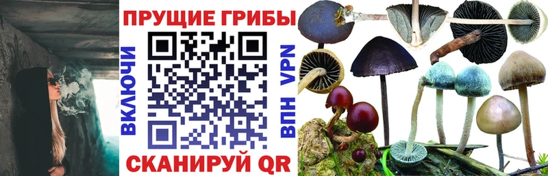 Псилоцибиновые грибы прущие грибы  Слободской 